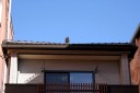 鍾馗（藤倉家） 東１丁目 桶川市 埼玉県