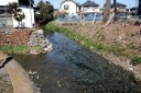 ムサシトヨミ生息地 久下 熊谷市 埼玉県