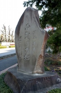 見返りの松 原郷 深谷市 埼玉県