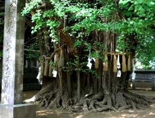 下総国総鎮守葛飾八幡宮 八幡４丁目 市川