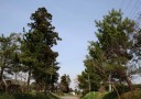 伊篠の松並木 酒々井町