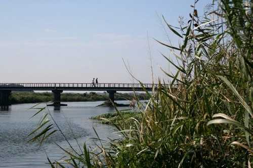 鹿島川 下根 佐倉