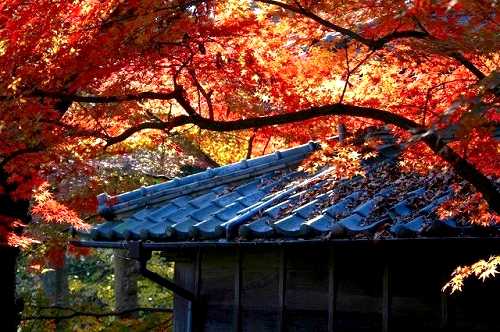 紫烟草舎 里見公園 国府台3丁目 市川市