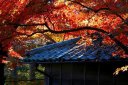 紫烟草舎 里見公園 国府台３丁目 市川市