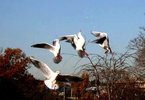 えさに飛びつくユリカモメ じゅんさい池公園 国府台 市川 千葉