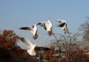 えさに飛びつくユリカモメ じゅんさい池公園 国府台 市川 千葉