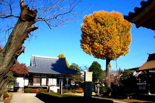 下総国分僧寺跡 国分３丁目 市川市