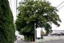 旧日光東往還 東深井 流山市 千葉県