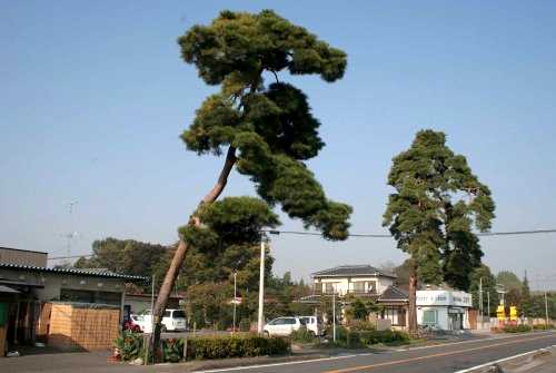 名残の松 柏寺 野田市 千葉県