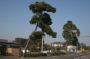 名残の松 柏寺 野田市 千葉県