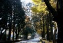 並木道 日光街道 野沢町 宇都宮市