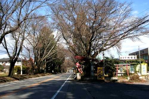 桜並木 日光街道 下徳次郎 宇都宮市