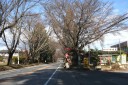 桜並木 日光街道 下徳次郎 宇都宮市