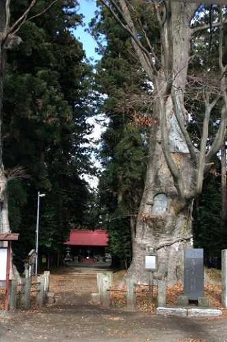 徳次郎智賀都（とくじらちがつ）神社 けやき二本 徳次郎町 宇都宮市