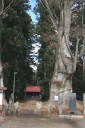 徳次郎智賀都（とくじらちがつ）神社 けやき二本 徳次郎町 宇都宮市