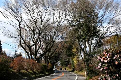 並木道 日光街道 伊那田町 宇都宮市