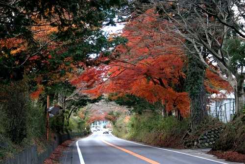 日光街道並木道 山口 日光市