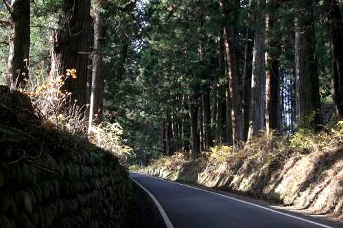 日光杉並木街道 特別保護地域 上森友 日光市