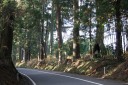 日光杉並木街道の一里塚 保護地域 七本桜 日光市