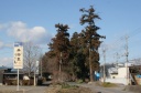 杉並木 北赤塚町 鹿沼市 栃木県