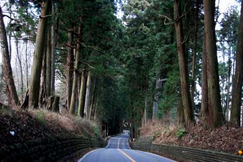 例幣使杉並木街道 明神 日光市 栃木県