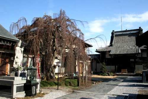 成就院のしだれあかしで 楡木町 鹿沼市 栃木県