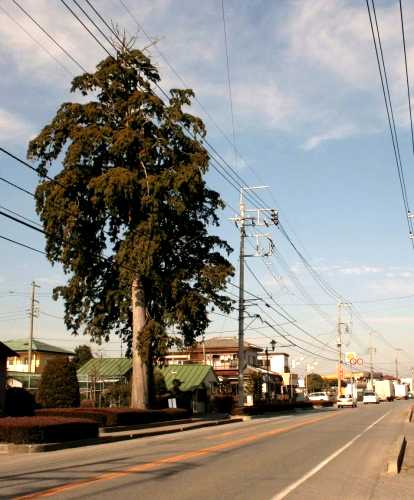 壬生通り 楡木町 鹿沼市 栃木県