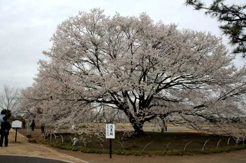 淡墨桜 国分尼寺跡 国分寺 下野市 栃木県