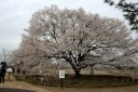 淡墨桜 国分尼寺跡 国分寺 下野市 栃木県