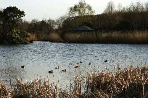 見沼自然公園 上野田 さいたま市