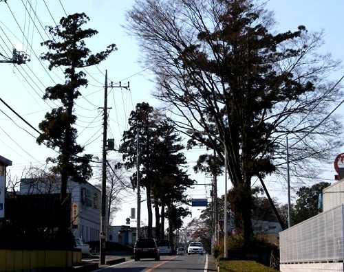 杉並木 相野原 岩槻市