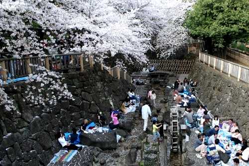春 音無川親水公園 王子 北区