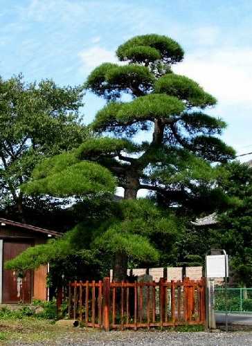 西行法師見返りの松 下高野 杉戸町