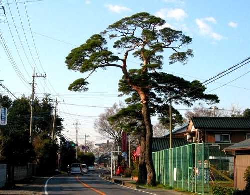 2本松 下野 杉戸町 埼玉