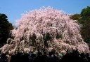 枝垂れ桜 六義園