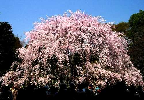 枝垂れ桜 六義園