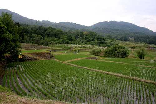 鵜川の棚田 鵜川 高島市 滋賀県