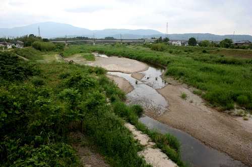 鴨川 鴨 高島市 滋賀県