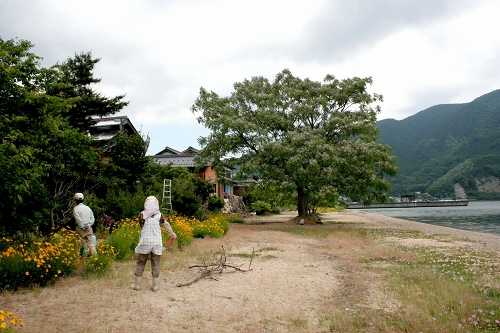 浜辺・何の木？ マキノ町西浜 高島市 滋賀県