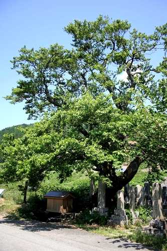 清水（しょうず）の桜 マキノ町海津 高島市 滋賀県