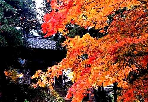 紅葉 明通寺山門 小浜 福井