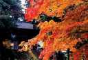紅葉 明通寺山門 小浜 福井