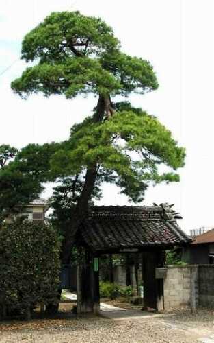 本陣跡地 杉戸