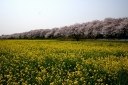 権現堂堤 幸手