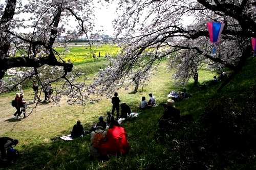 桜祭り 権現堂堤 幸手