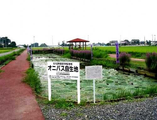 北川辺町 埼玉