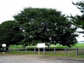 淡墨（うすずみ）桜 下野国分尼寺跡 しもつけ風土記の丘 国分寺町