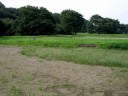 淡墨（うすずみ）桜 下野国分尼寺跡 しもつけ風土記の丘 国分寺町