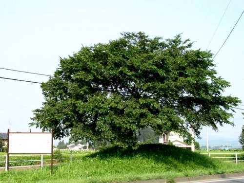 稲葉一里塚(江戸より２４里）上稲葉 壬生町 下都賀郡 栃木県