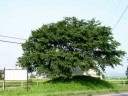 稲葉一里塚(江戸より２４里）上稲葉 壬生町 下都賀郡 栃木県